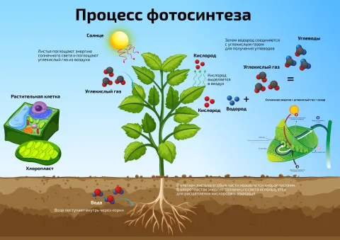 Процесс фотосинтеза — научный плакат по биологии