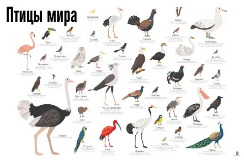 Птицы мира — развивающий плакат