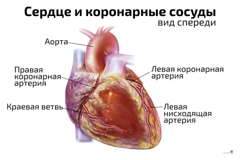 Сердце и коронарные сосуды — медицинский плакат