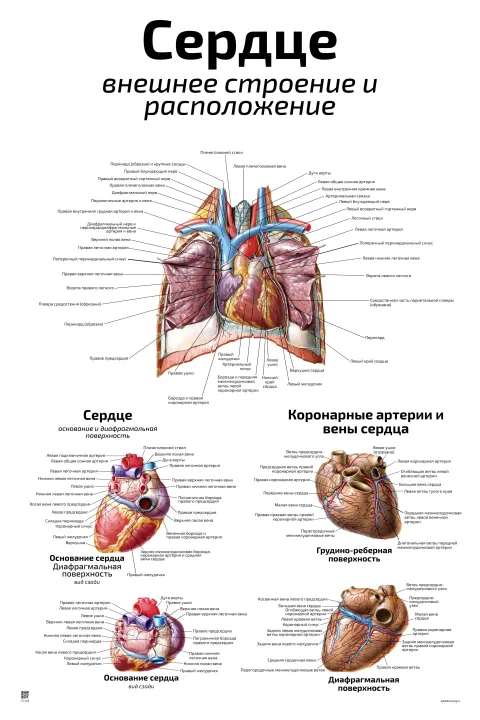 Сердце: внешнее строение и  расположение — медицинский плакат