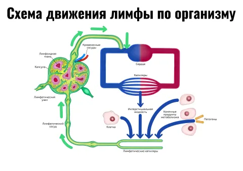 Схема движения лимфы по организму — косметологический плакат