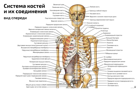Система костей и их соединения, вид спереди — медицинский плакат