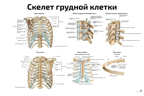 Скелет грудной клетки — медицинский плакат