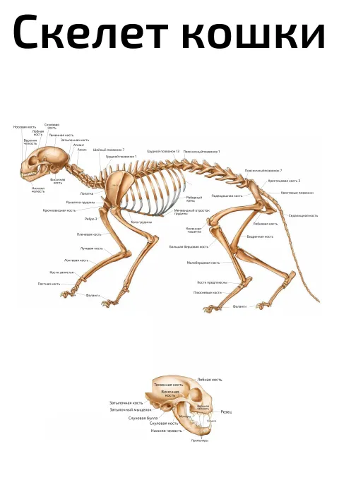 Скелет кошки — ветеринарный плакат