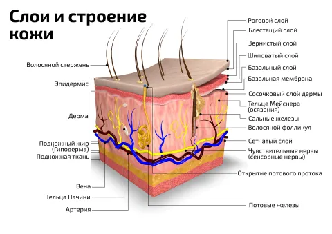 Слои и строение кожи: горизонтальный — медицинский плакат