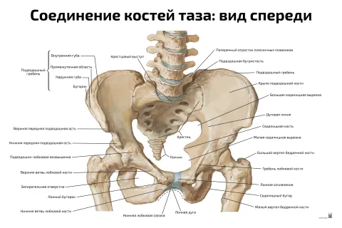 Соединение костей таза: вид спереди — медицинский плакат