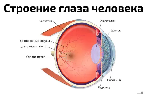 Строение глаза человека — медицинский плакат