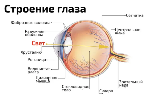 Строение глаза — медицинский плакат
