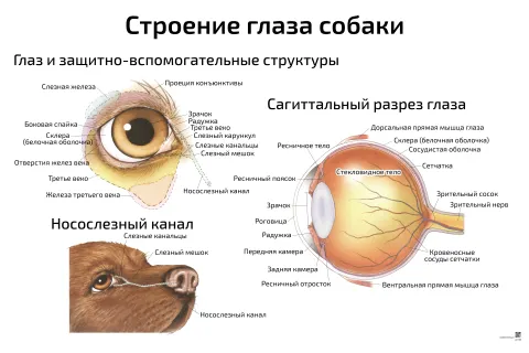 Строение глаза собаки — ветеринарный плакат