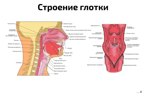 Строение глотки — медицинский плакат