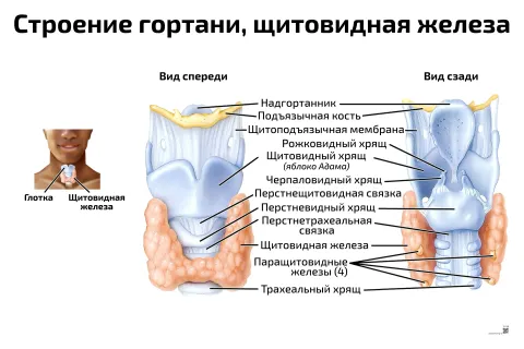 Строение гортани, щитовидная железа — медицинский плакат