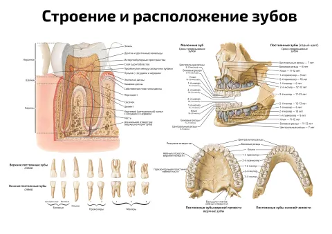Строение и расположение зубов — медицинский плакат