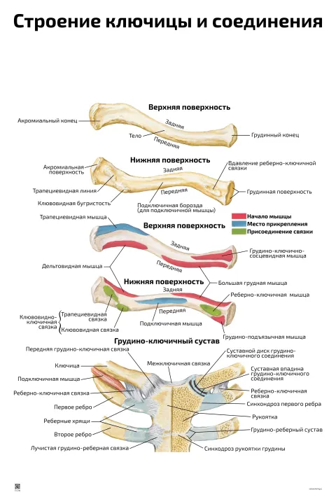 Строение ключицы и соединения — медицинский плакат