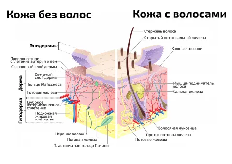 Строение кожи и волоса — медицинский плакат