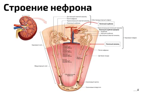 Строение нефрона — медицинский плакат
