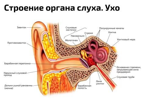 Строение органа слуха, ухо — медицинский плакат