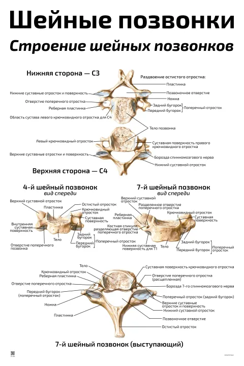 Строение шейных позвонков — медицинский плакат
