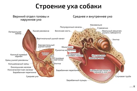 Строение уха собаки — ветеринарный плакат