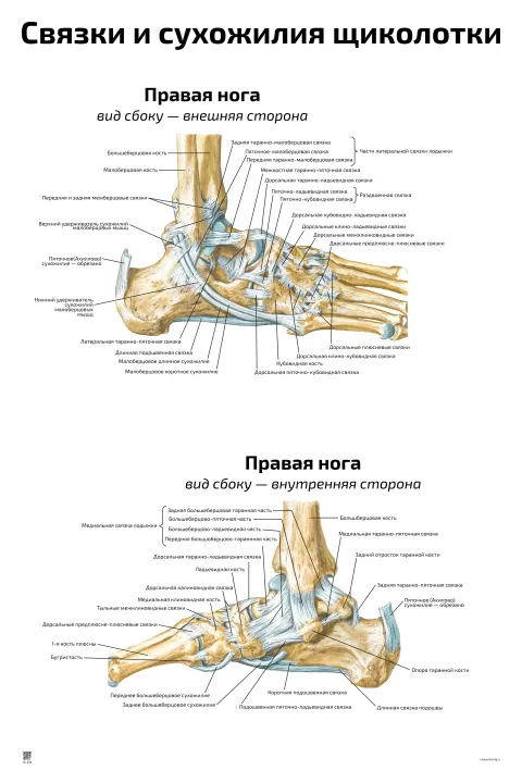 Связки и сухожилия щиколотки — медицинский плакат