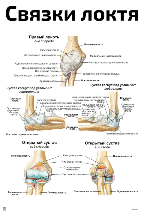 Связки локтя — медицинский плакат