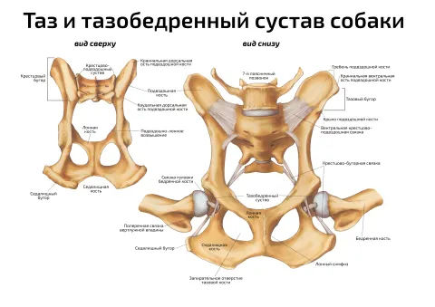 Таз и тазобедренный сустав собаки — ветеринарный плакат