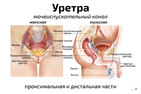 Уретра: мочеиспускательный канал — медицинский плакат