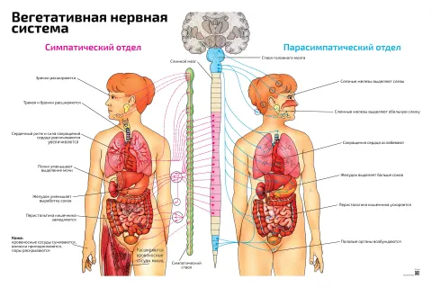 Вегетативная нервная система с отделами — медицинский плакат