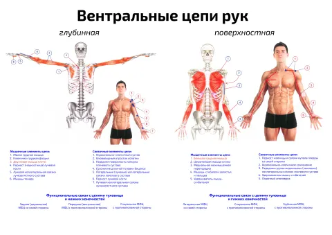 Вентральные цепи рук: глубинная, поверхностная — медицинский плакат