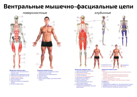 Вентральные мышечно-фасциальные цепи — медицинский плакат