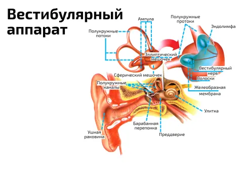 Вестибулярный аппарат — медицинский плакат