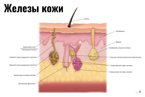 Железы кожи — косметологический плакат