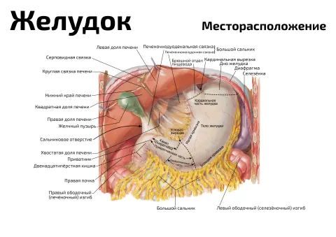 Желудок, месторасположение — медицинский плакат