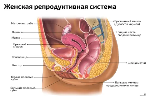 Женская репродуктивная система — медицинский плакат