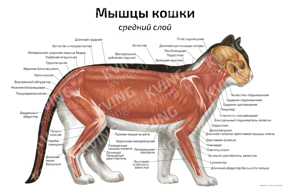 Мышцы кошки: средний слой — ветеринарный плакат