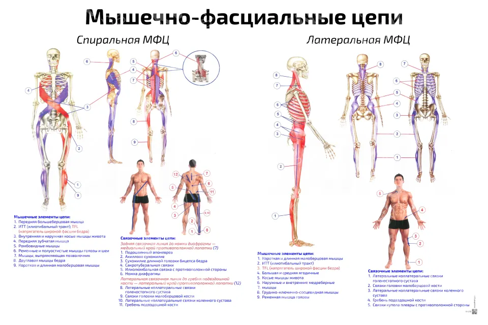 Мышечно-фасциальные цепи: спиральная, латеральная — медицинский плакат