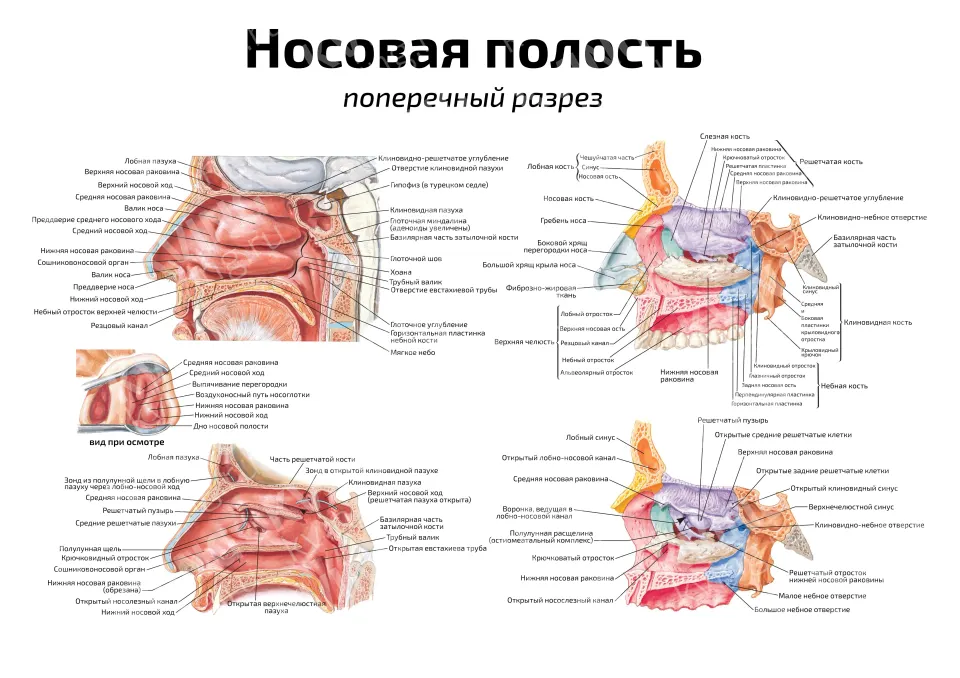 Носовая полость: поперечный разрез — медицинский плакат
