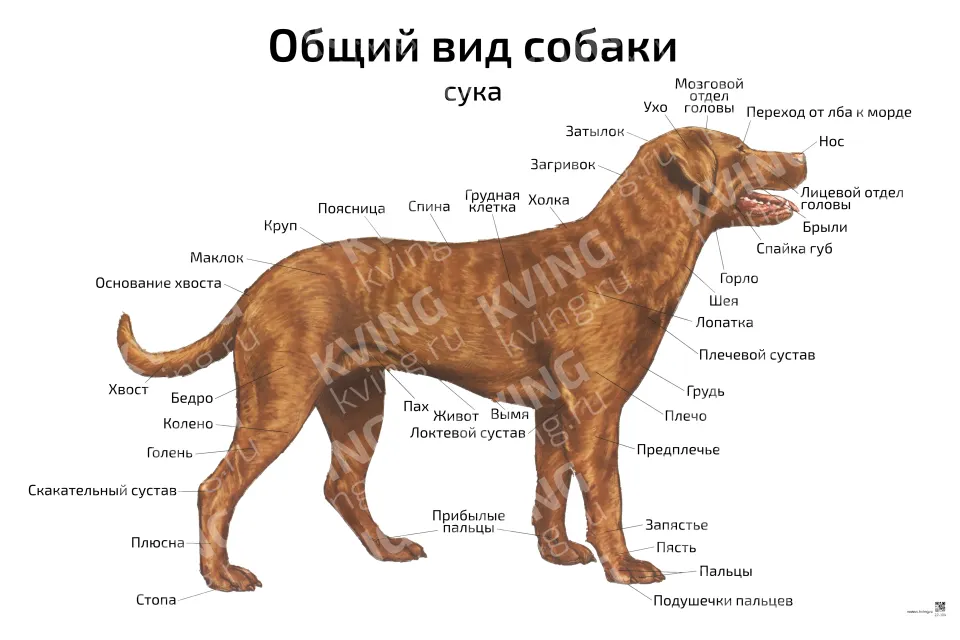Общий вид собаки: сука — ветеринарный плакат