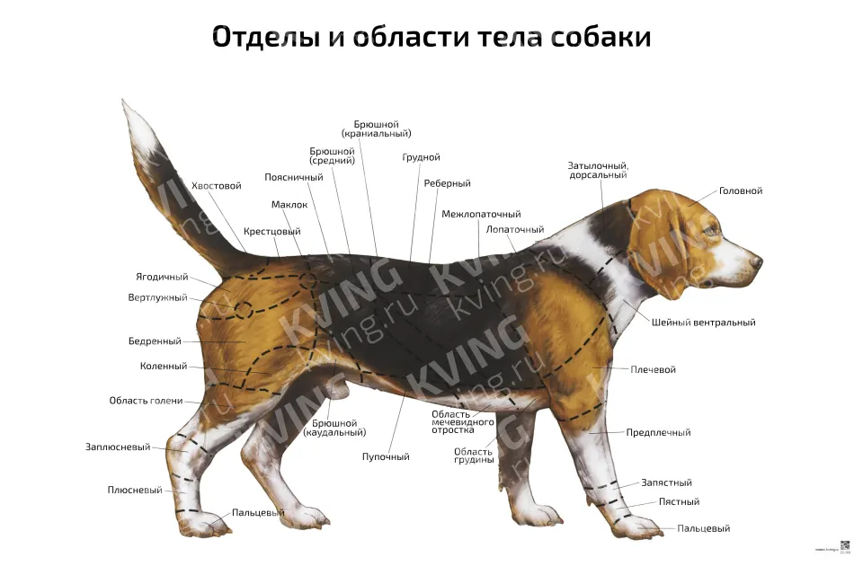 Отделы и области тела собаки — ветеринарный плакат