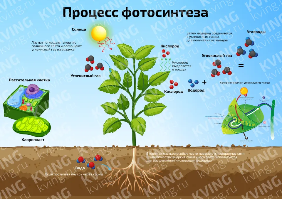 Процесс фотосинтеза — научный плакат по биологии