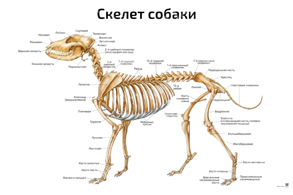 Скелет собаки: горизонтальный — ветеринарный плакат