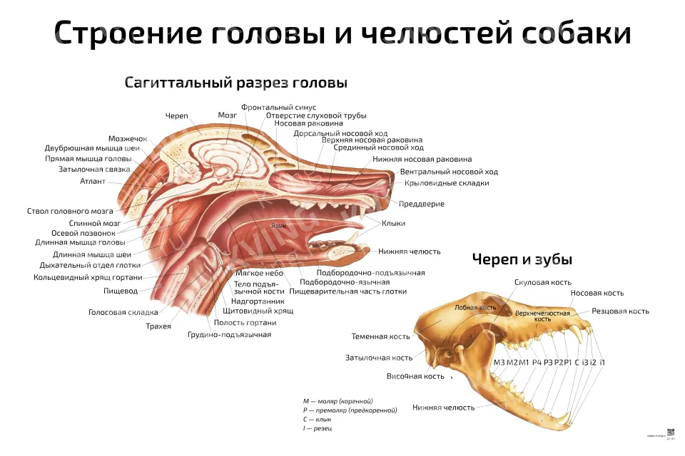 Строение головы и челюстей собаки — ветеринарный плакат