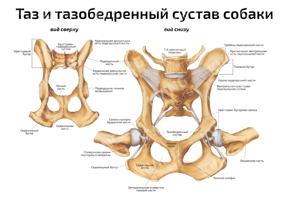 Таз и тазобедренный сустав собаки — ветеринарный плакат